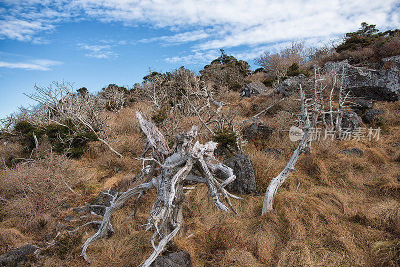 Dead Trees on Witse-Oreum攀登汉拿山山顶